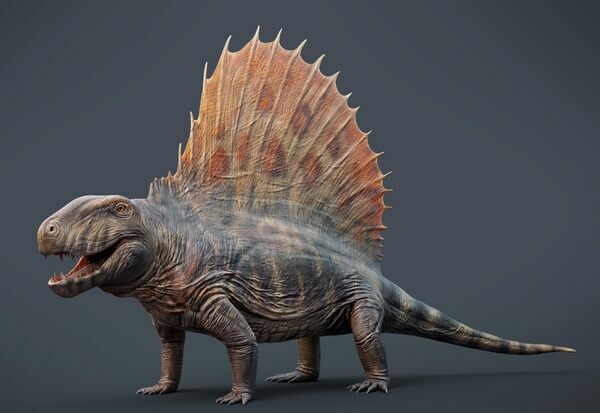 A 3D model of Dimetrodon grandis.  Dimetrodon is closer related to mammals than dinosaurs.  By Max Bellomio